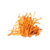 cordyceps wygląd