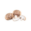 shiitake wygląd